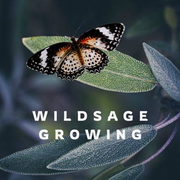 wildsagegrowing
